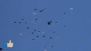 Marganets Pigeon Farm, Nikolaev Pigeons Final