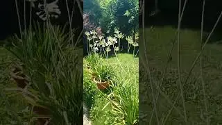 Agapanty