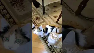 СКОРО БУДЕТ ПАСКА! #жизнькота #кот #приколыскотами