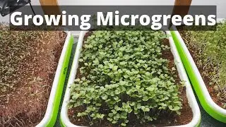 How to Grow Microgreens from Start to Harvest.