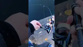 Форелевые дуплеты🥵#trout #troutfishing #форель #форельнаспиннинг #nories #shorts #fishing #fish