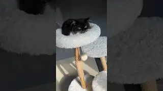Cat Tree sesuai permintaan para subscriber 🙀 #kucinglucu #kitten #catlover #mainankucing