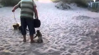 Обезьяна и енот против собаки
