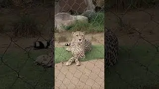 This Cheetah Has a Derp Face