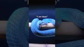 The most beautiful viper on the planet? 