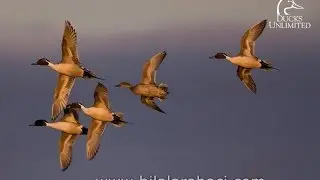 Avcılık Nedir? Ne Değildir?