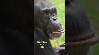 Celebrating August Birthdays at Save the Chimps! 🎉  #chimp #chimpanzee #birthday #happybirthday #ape