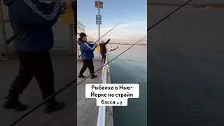 Такой рыбы я не видел никогда! Страйп бэсс в Нью-Йорке 