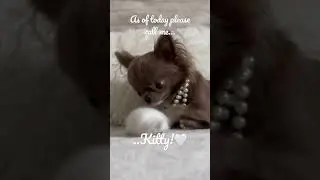 Call me Kitty!🤍🎀🤍🎀🤍