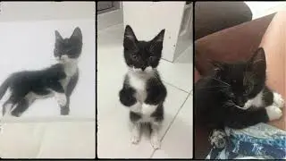 Os 3 primeiros meses do Fumaça!