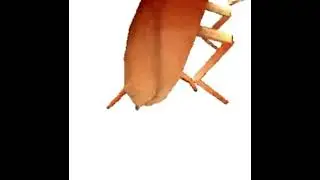 Dancing cockroach