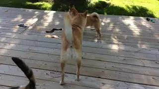Can’t take the wild out of the Shibe 🐕!