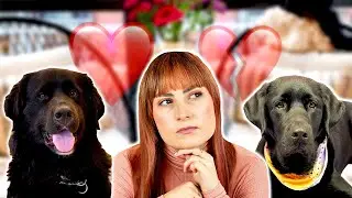 The Honest Reality of Bonding with My New Guide Dog…