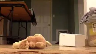 Hippo and tiger