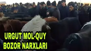 URGUT MOL-QUY BOZOR NARXLARI🦬🐂🐃🐄🐏🐑