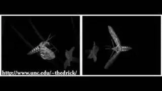 Slow motion hawkmoth hovering
