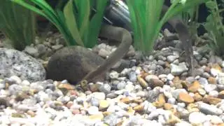 Reedfish