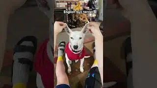 Changing my dog’s breed 
