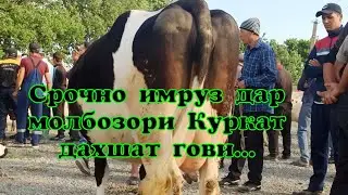 Срочно имруз дар молбозори Куркат дахшат гови...