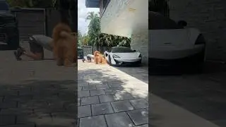 Helping my dog hunt for lizards! #goldendoodle #funnydog #cutedog