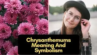 Chrysanthemums Meaning And Symbolism (What Does Mum's Flower Mean?)