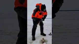 ЩУКА на жерлицу.#teamправильнаяподсечка #shorts