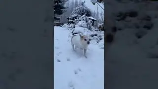 Собаки рады снегу ! 