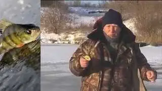 Ловля окуня зимой на пруду
