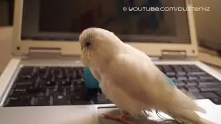 Duster the Budgie Post-bath