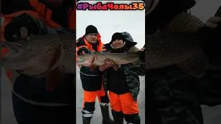 Огромная ЩУКА на жерлицы на Рыбинском Водохранилище!!!
