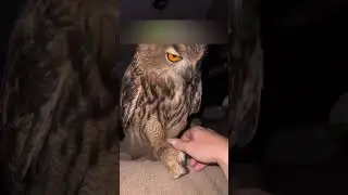 An owl came out onto the road to ask people for help.