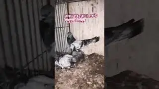 তারেক ভাইয়ের কবুতর কিনুন || বুদাপেস্ট কবুতর গিরিবাজ কবুতর || #গিরিবাজ_কবুতর #রেজাল্ট_করা_কবুতর