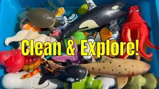 Wash & Learn with Ocean Toys!