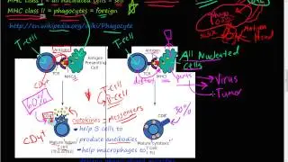 #70P - T-cell (part 2), Helper (CD4+) T-cell, Cytotoxic (CD8+) T-cell, MHC