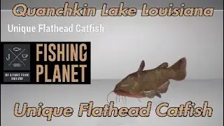 Unique Flathead Catfish - Quanchkin Lake Louisiana - Fishing Planet Guide