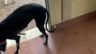 Zarza