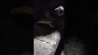 자체발광 이거 뭔지 아시는분?#바다낚시 #fishing #갑오징어낚시 #바다선인장