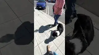 Собака с Нами в Путешествии. Бордер Колли
