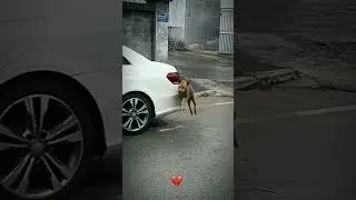 Amazing dog skills #dog #pet #shorts