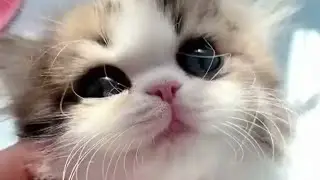 Подборка прикольных видео про кошек и котят.