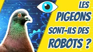 Les pigeons sont ils des robots ? Cuicui Express #24