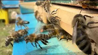 Bletët duke sjellur polen 🐝 Bees bringing pollen