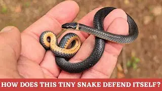 Can you describe 5 ways the tiny Ring-necked Snake defends itself from predators?