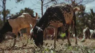 UM POUQUINHO DO SERTÁO DO MEU NORDESTE! TOP