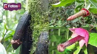 20+ Frutas Exóticas e Raras do Mundo que Você Não Conhece - Com Frutas Exóticas do Brasil!
