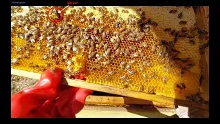 Da li je ovo mlada matica?