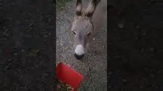 The way to a donkey's heart 🫏 #minidonkey