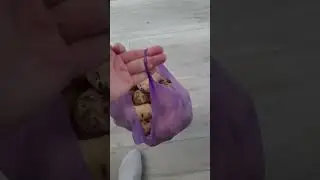 Наши очередные покупки фруктов и овощей на теплостановском рынке. Цены 29.06.2024