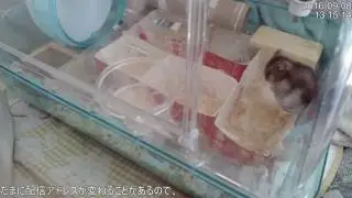 ハムスター エサエサエサー！