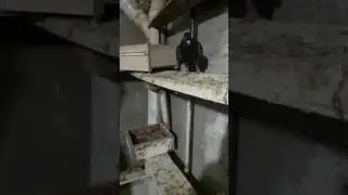 Erzurum kumrusu pala recep